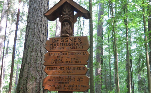 3_NKRP auksciausias medis maumedis3_r1.jpg